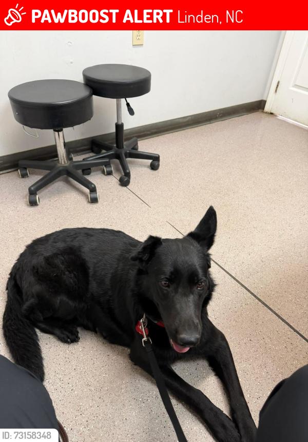 Lost Female Dog last seen Front yard of dead end street Dusty lane, Linden, NC 28356