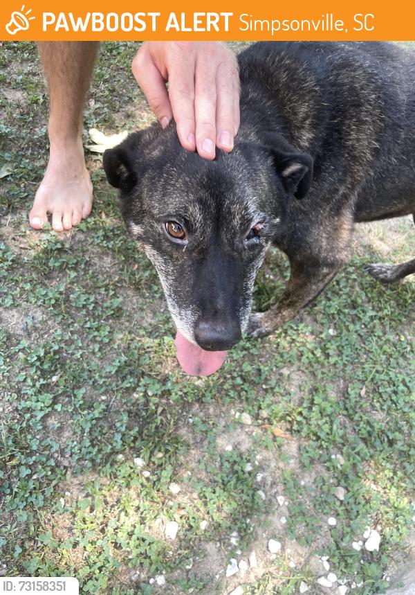 Found/Stray Unknown Dog last seen Our street (he’s in our yard safe now), Simpsonville, SC 29681
