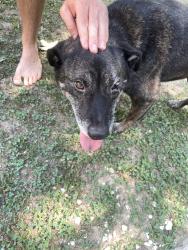 Found/Stray Unknown Dog last seen Our street (he’s in our yard safe now), Simpsonville, SC 29681