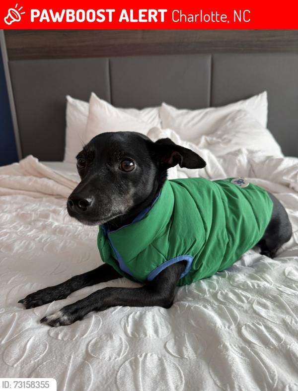 Lost Male Dog last seen Rockwood Rd, Charlotte, NC 28216