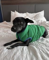 Lost Male Dog last seen Rockwood Rd, Charlotte, NC 28216