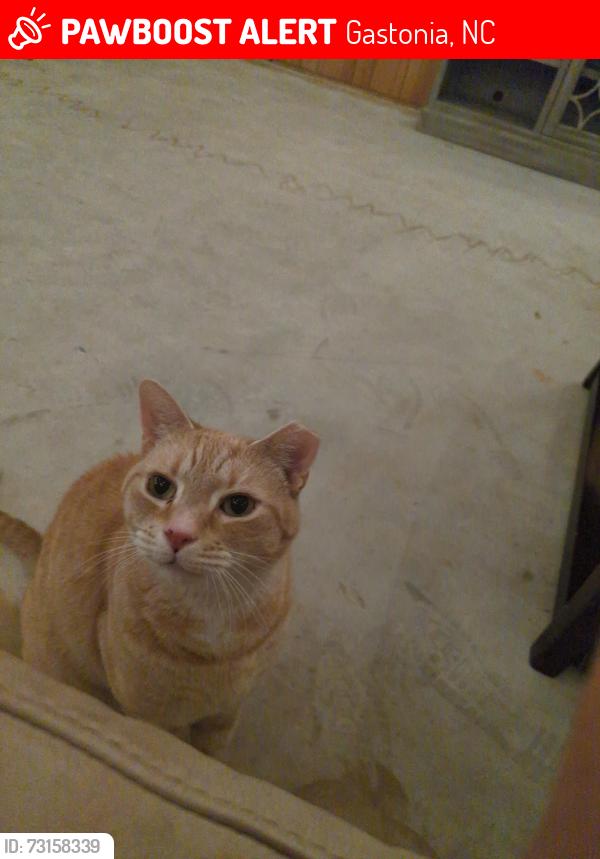 Lost Male Cat last seen Union Rd and Patrick Rd, Gastonia, NC 28056