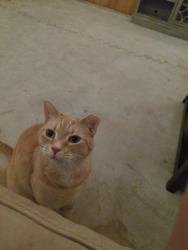Lost Male Cat last seen Union Rd and Patrick Rd, Gastonia, NC 28056