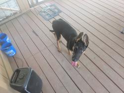 Found/Stray Male Dog last seen Near W Nathan Lowe Rd, Arlington, TX 76017