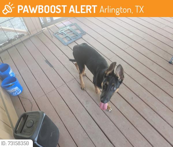 Found/Stray Male Dog last seen Near W Nathan Lowe Rd, Arlington, TX 76017