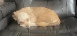 Lost Male Dog last seen Rotary Park in Romeoville, IL, Romeoville, IL 60446