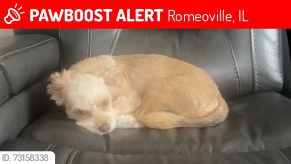 Lost Male Dog last seen Rotary Park in Romeoville, IL, Romeoville, IL 60446