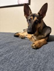 Lost Female Dog last seen Heritage dr woods, Orange County, NC 27243