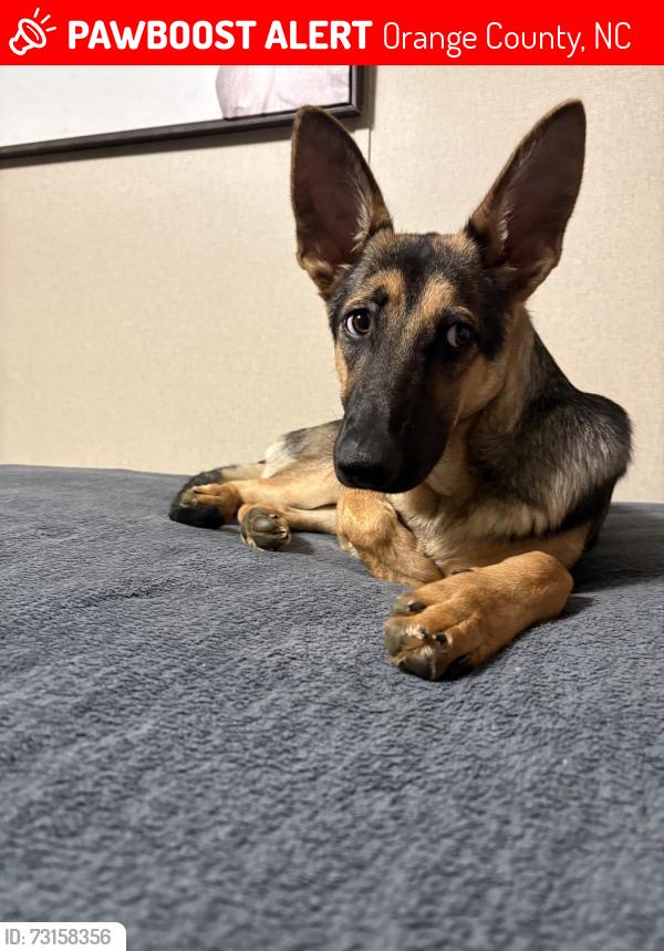 Lost Female Dog last seen Heritage dr woods, Orange County, NC 27243