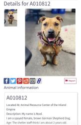 Found/Stray Female Dog last seen Roswell and Schaffer, Chino, CA, Chino, CA 91710