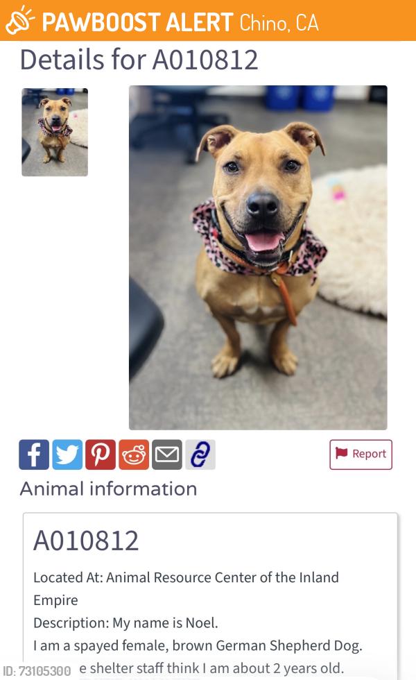 Found/Stray Female Dog last seen Roswell and Schaffer, Chino, CA, Chino, CA 91710