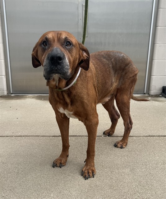 Shelter Stray Male Dog last seen Near BLOCK LILLIAN AVE, 3528 Newburg Rd, Louisville, KY 40218, USA