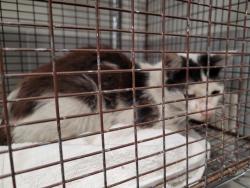 Shelter Stray Male Cat last seen , 957 N Gaffey St, San Pedro, CA 90731, USA