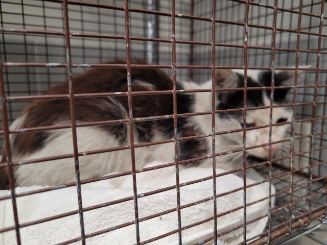 Shelter Stray Male Cat last seen , 957 N Gaffey St, San Pedro, CA 90731, USA