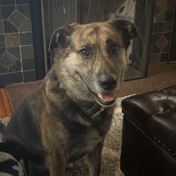 Shelter Stray Male Dog last seen Near, 2600 S Harding St, Indianapolis, IN 46221, USA