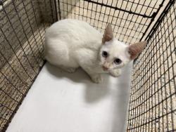 Shelter Stray Male Cat last seen Near BLOCK W 16 AVE, 3599 NW 79th Ave, Doral, FL 33122, USA