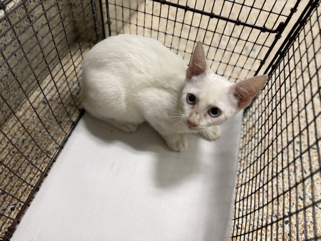 Shelter Stray Male Cat last seen Near BLOCK W 16 AVE, 3599 NW 79th Ave, Doral, FL 33122, USA
