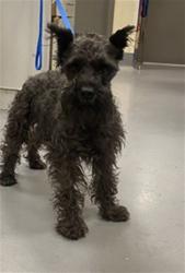 Shelter Stray Male Dog last seen 7TH AND STATE, SAN JACINTO, 581 S Grand Ave, San Jacinto, CA 92582, USA