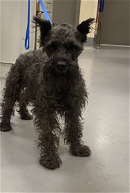 Shelter Stray Male Dog last seen 7TH AND STATE, SAN JACINTO, 581 S Grand Ave, San Jacinto, CA 92582, USA