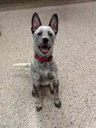 Shelter Stray Female Dog last seen 120TH AND CHAMBERS, 12155 Park Blvd, Brighton, CO 80601, USA