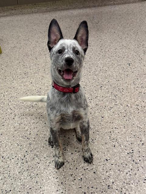 Shelter Stray Female Dog last seen 120TH AND CHAMBERS, 12155 Park Blvd, Brighton, CO 80601, USA
