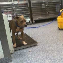 Shelter Stray Female Dog last seen CHARLOTTE, 8315 Byrum Dr, Charlotte, NC 28217, USA