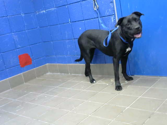 Shelter Stray Female Dog last seen SEE NOTE, 11800 Sunset Gardens Rd SW, Albuquerque, NM 87121, USA
