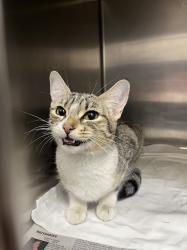 Shelter Stray Female Cat last seen E CHARLESTON BLVD & N NELLIS BLVD, 655 N Mojave Rd, Las Vegas, NV 89101, USA
