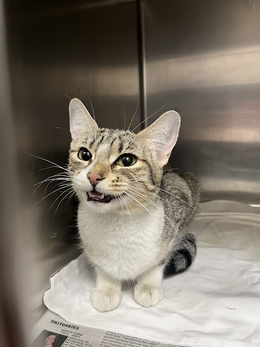 Shelter Stray Female Cat last seen E CHARLESTON BLVD & N NELLIS BLVD, 655 N Mojave Rd, Las Vegas, NV 89101, USA