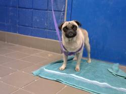 Shelter Stray Male Dog last seen Near BLOCK SAN YGNACIO RD SW, 11800 Sunset Gardens Rd SW, Albuquerque, NM 87121, USA