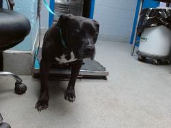 Shelter Stray Male Dog last seen , 11800 Sunset Gardens Rd SW, Albuquerque, NM 87121, USA