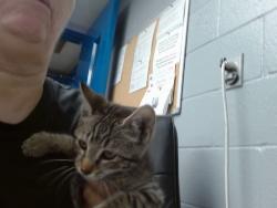 Shelter Stray Male Cat last seen Near BLOCK BENAVIDEZ, 11800 Sunset Gardens Rd SW, Albuquerque, NM 87121, USA