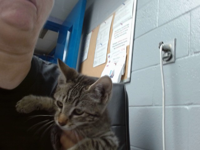 Shelter Stray Male Cat last seen Near BLOCK BENAVIDEZ, 11800 Sunset Gardens Rd SW, Albuquerque, NM 87121, USA