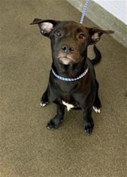 Shelter Stray Male Dog last seen W 29TH ST, 2020 Forest St, Jacksonville, FL 32204, USA