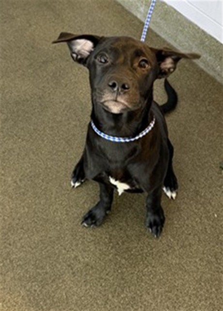 Shelter Stray Male Dog last seen W 29TH ST, 2020 Forest St, Jacksonville, FL 32204, USA