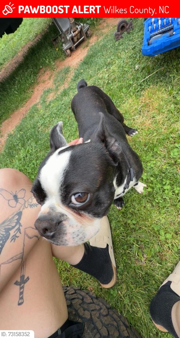 Lost Male Dog last seen Dehart community center rd, Wilkes County, NC 28635