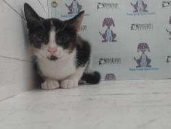 Shelter Stray Female Cat last seen , 2769 Conroy Rd, Orlando, FL 32839, USA