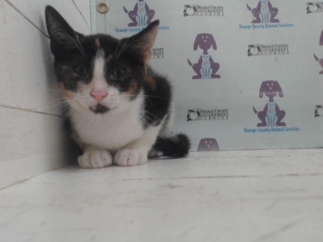 Shelter Stray Female Cat last seen , 2769 Conroy Rd, Orlando, FL 32839, USA