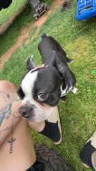 Lost Male Dog last seen Dehart community center rd, Wilkes County, NC 28635
