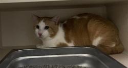 Shelter Stray Male Cat last seen Near BLOCK W BAYAUD AVE, DENVER CO 80223, 1241 W Bayaud Ave, Denver, CO 80223, USA