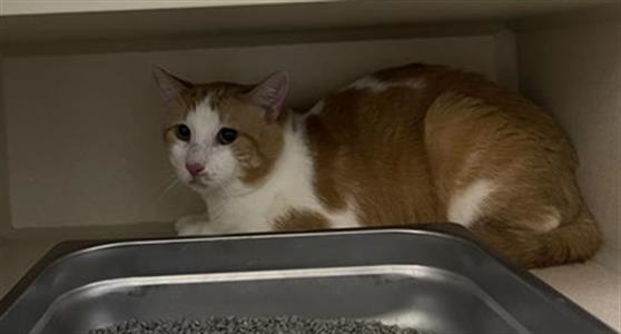 Shelter Stray Male Cat last seen Near BLOCK W BAYAUD AVE, DENVER CO 80223, 1241 W Bayaud Ave, Denver, CO 80223, USA
