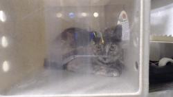 Shelter Stray Unknown Cat last seen Near BLOCK W BAYAUD AVE, DENVER CO 80223, 1241 W Bayaud Ave, Denver, CO 80223, USA