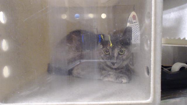Shelter Stray Unknown Cat last seen Near BLOCK W BAYAUD AVE, DENVER CO 80223, 1241 W Bayaud Ave, Denver, CO 80223, USA