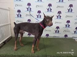 Shelter Stray Male Dog last seen , 2769 Conroy Rd, Orlando, FL 32839, USA