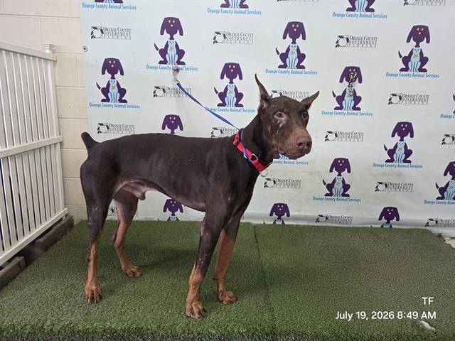 Shelter Stray Male Dog last seen , 2769 Conroy Rd, Orlando, FL 32839, USA