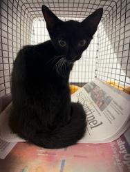 Shelter Stray Male Cat last seen Near BLOCK SW 20 ST, WEST PARK FL 33023, 2400 SW 42nd St, Fort Lauderdale, FL 33312, USA