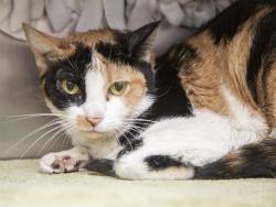 Shelter Stray Female Cat last seen 48TH ST, 5501 E Van Buren St, Phoenix, AZ 85008, USA