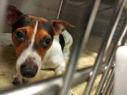 Shelter Stray Male Dog last seen Near BLOCK N FEDERAL HWY, FORT LAUDERDALE FL 33305, 2400 SW 42nd St, Fort Lauderdale, FL 33312, USA