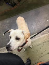 Shelter Stray Male Dog last seen , 1850 W 60th St, Los Angeles, CA 90047, USA
