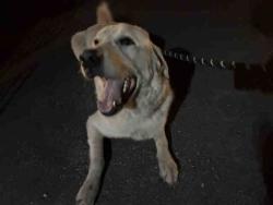 Shelter Stray Male Dog last seen , 5821 Sweetwater Rd, Bonita, CA 91902, USA